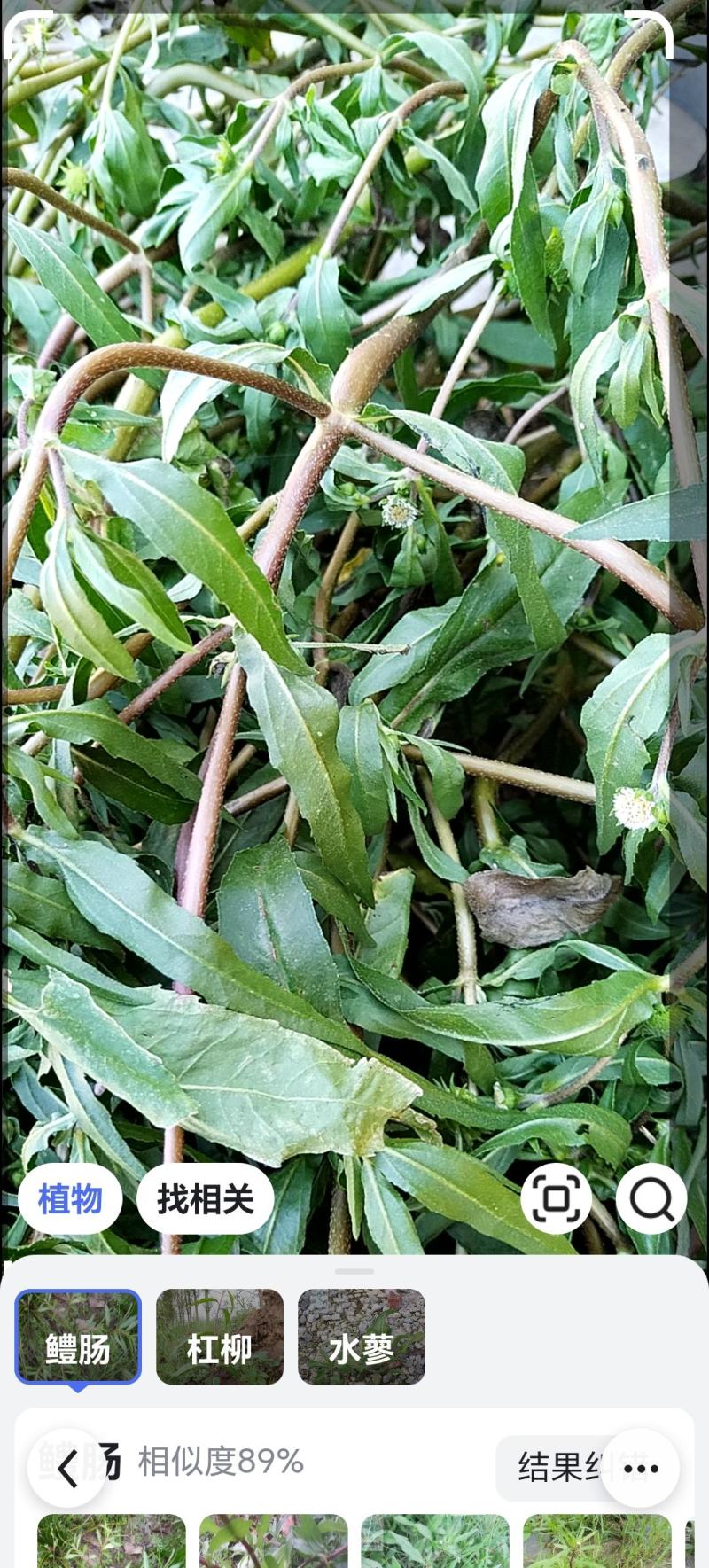 墨旱莲，旱莲草，干，活量大可供货