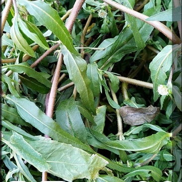墨旱莲，旱莲草，干，活量大可供货