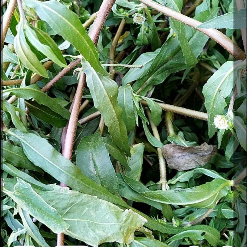 墨旱莲，旱莲草，干，活量大可供货