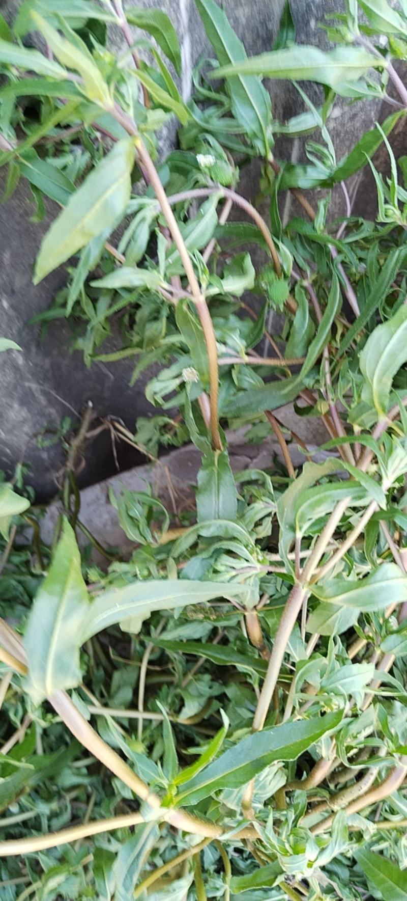 墨旱莲，旱莲草，干，活量大可供货