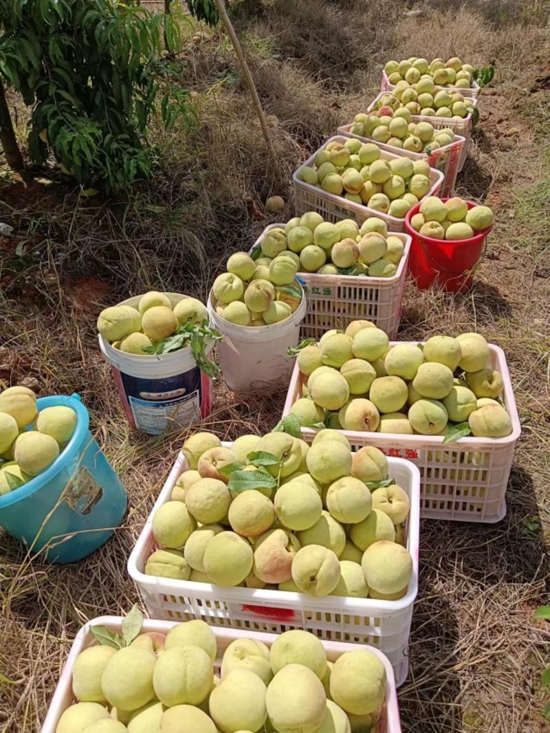 大青桃，半斤起步，二百多亩果园，有十万岁，价廉物美。