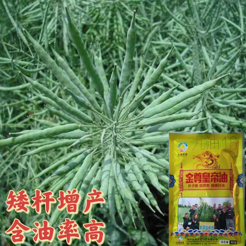 【精品】四川杂交油菜种子矮杆抗倒伏增产含油率高厂家直销