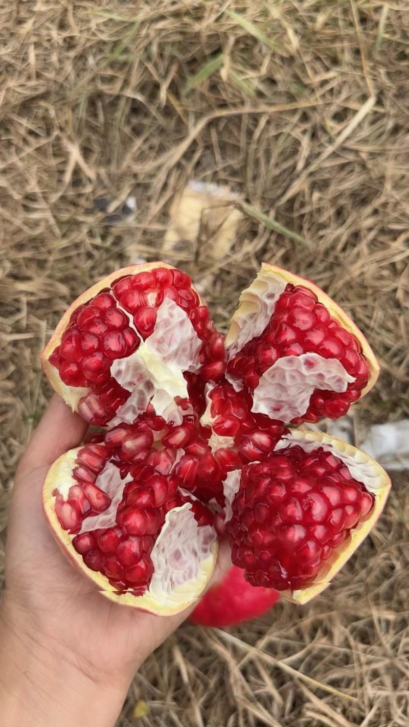 会理软籽石榴四川产地一手货源质量保证，欢迎电联采购