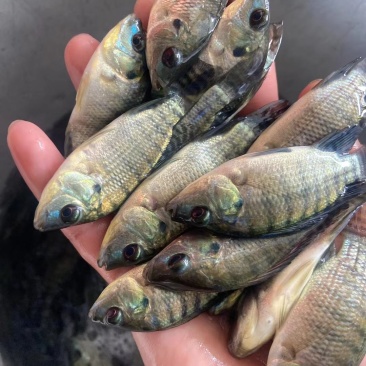 海南一号罗非鱼苗
