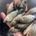 海南一号罗非鱼苗