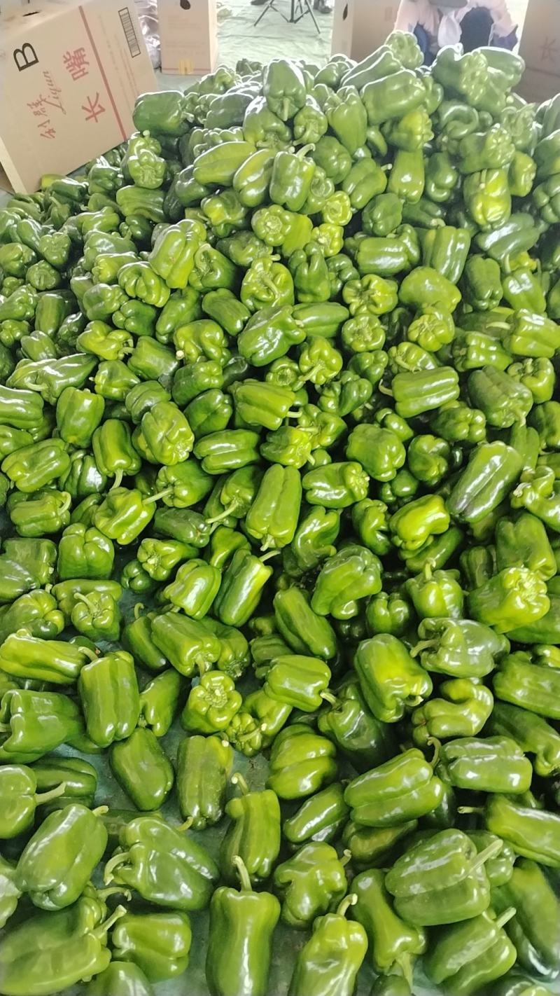 产地蔬菜大量上市中