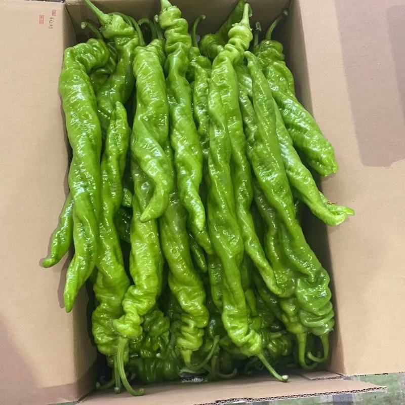 产地蔬菜大量上市中