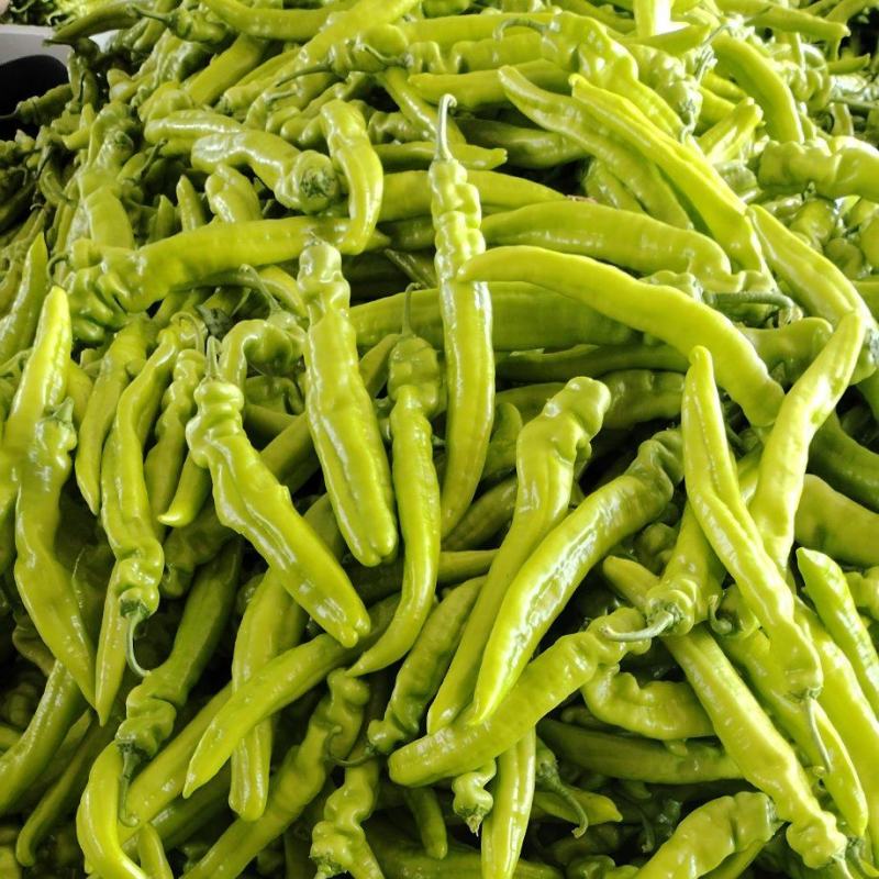 产地蔬菜大量上市中