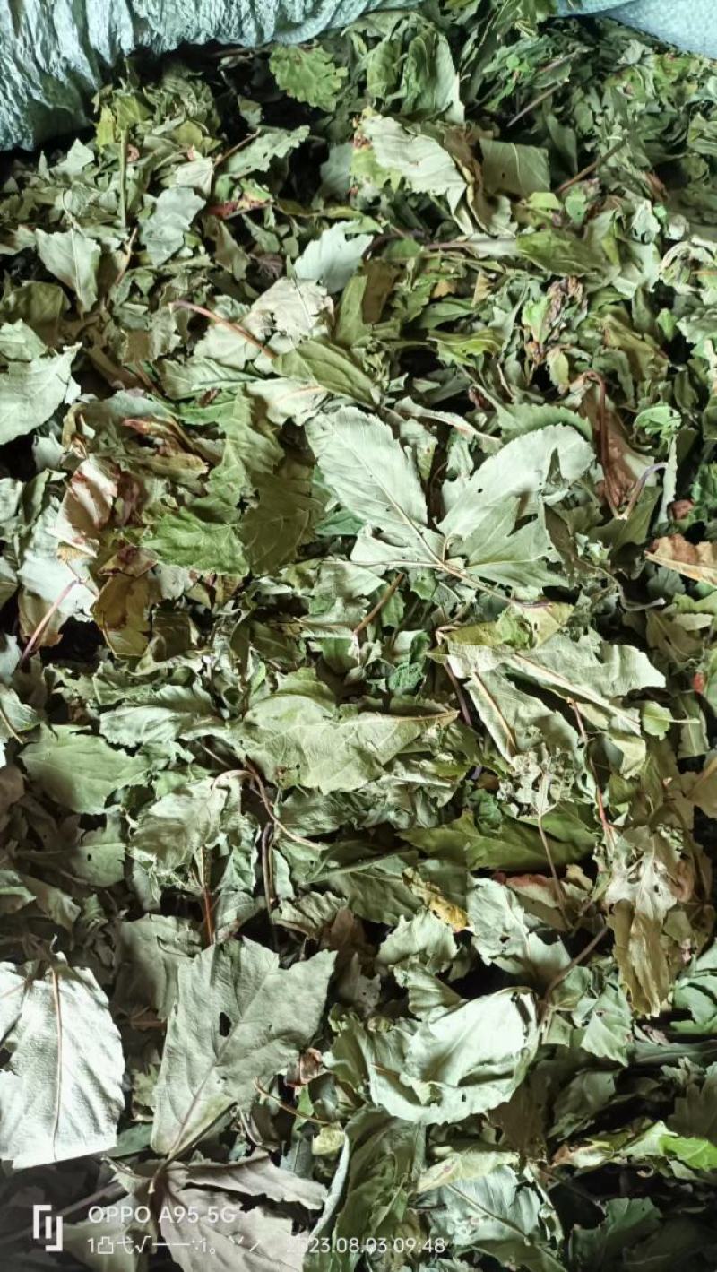 甜茶叶也是一种茶叶药材干货甜甜美味质量很好