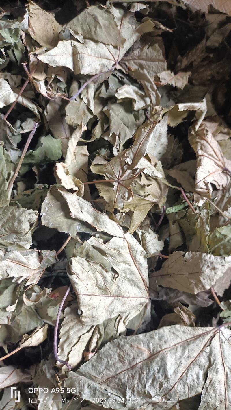 甜茶叶也是一种茶叶药材干货甜甜美味质量很好