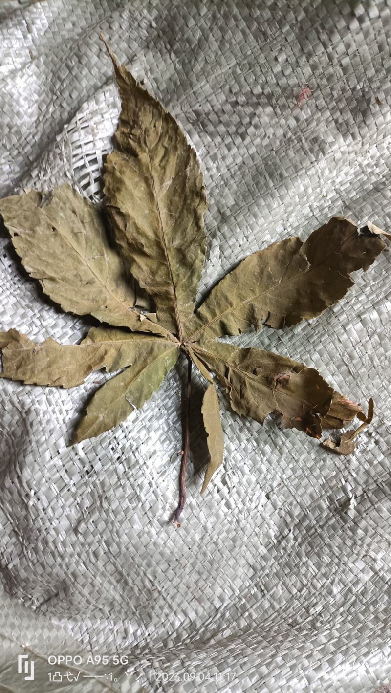 甜茶叶也是一种茶叶药材干货甜甜美味质量很好