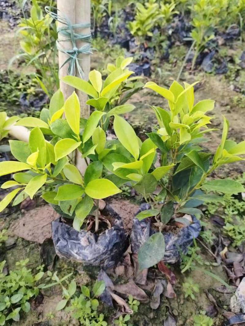 红叶石楠冷水花金脉爵床野牡丹黄金榕葱兰非洲茉莉春羽麦冬玉