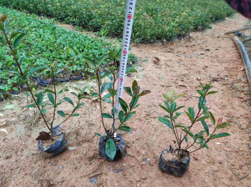 红叶石楠冷水花金脉爵床野牡丹黄金榕葱兰非洲茉莉春羽麦冬玉