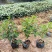 红叶石楠冷水花金脉爵床野牡丹黄金榕葱兰非洲茉莉春羽麦冬玉