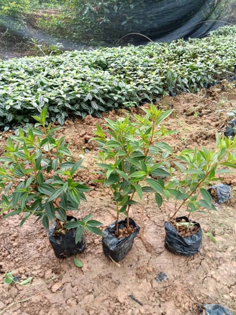 红叶石楠冷水花金脉爵床野牡丹黄金榕葱兰非洲茉莉春羽麦冬玉