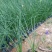 红叶石楠冷水花金脉爵床野牡丹黄金榕葱兰非洲茉莉春羽麦冬玉