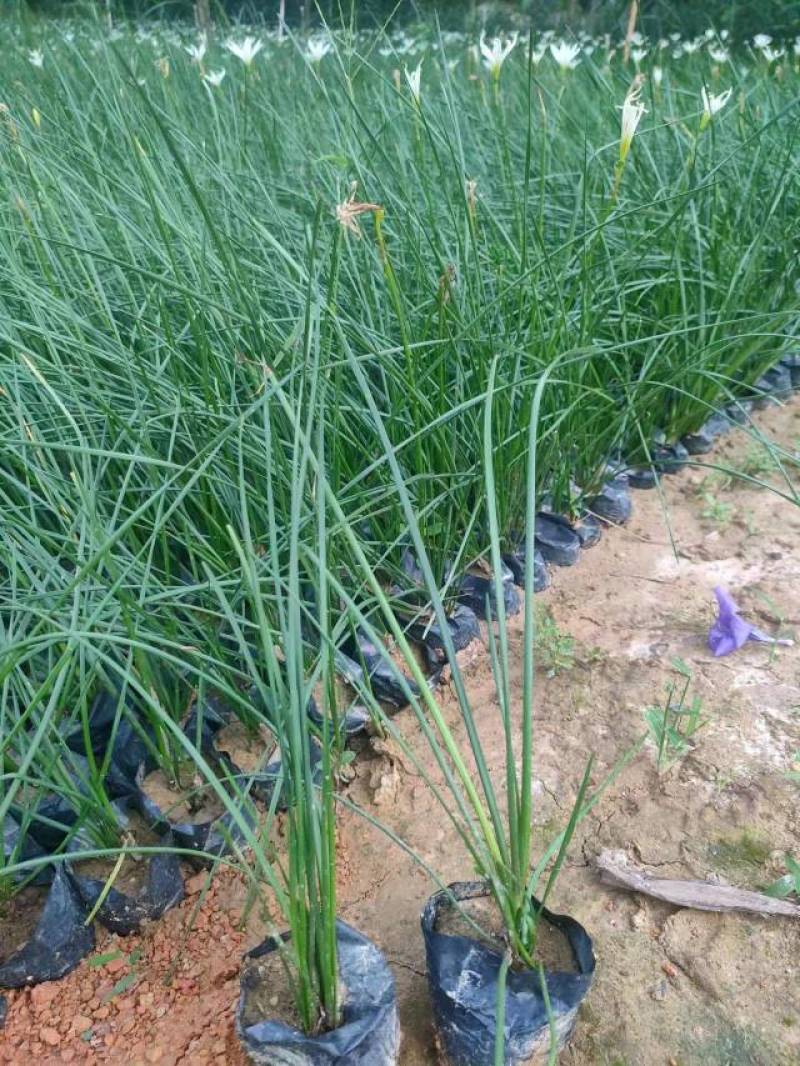 红叶石楠冷水花金脉爵床野牡丹黄金榕葱兰非洲茉莉春羽麦冬玉