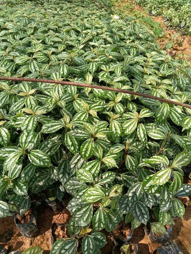 红叶石楠冷水花金脉爵床野牡丹黄金榕葱兰非洲茉莉春羽麦冬玉
