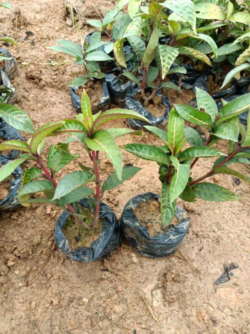 红叶石楠冷水花金脉爵床野牡丹黄金榕葱兰非洲茉莉春羽麦冬玉