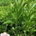 红叶石楠冷水花金脉爵床野牡丹黄金榕葱兰非洲茉莉春羽麦冬玉