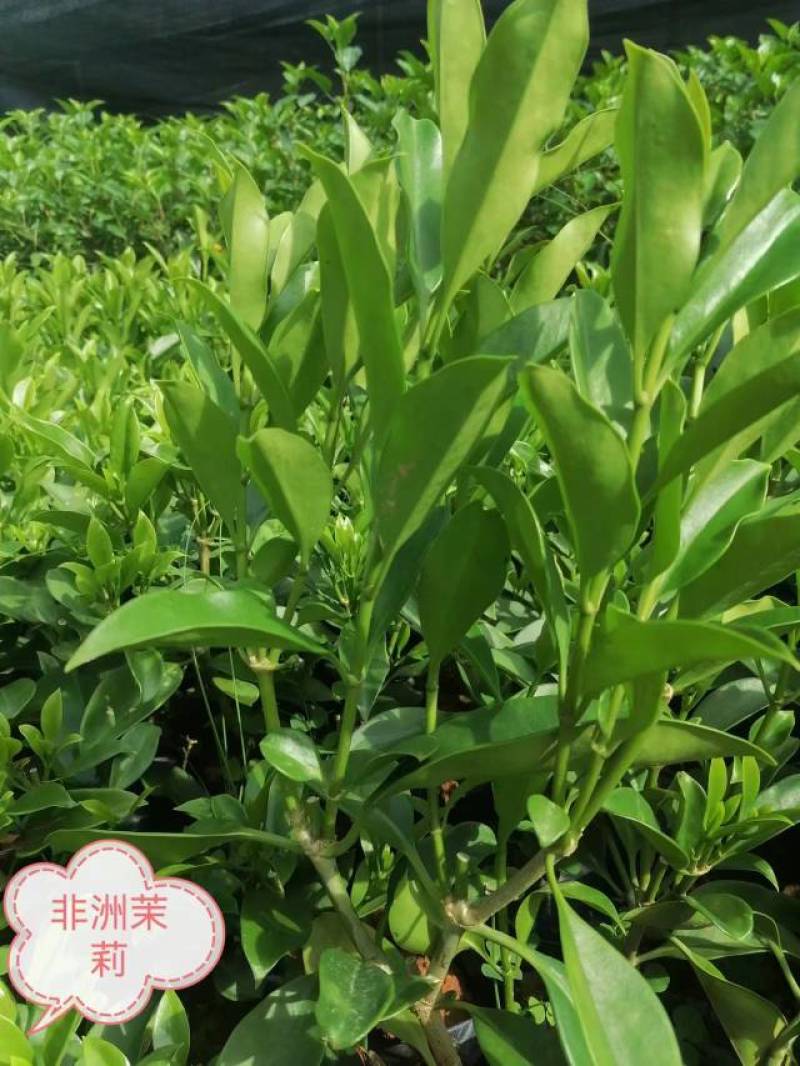 红叶石楠冷水花金脉爵床野牡丹黄金榕葱兰非洲茉莉春羽麦冬玉