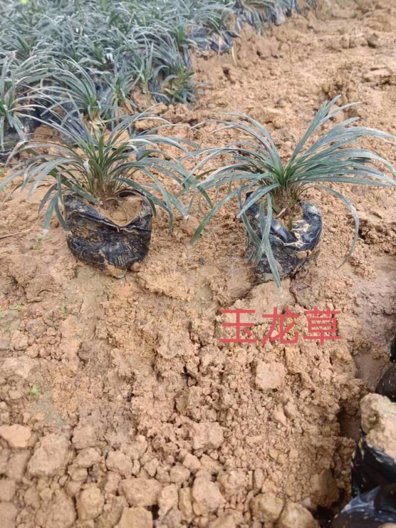 红叶石楠冷水花金脉爵床野牡丹黄金榕葱兰非洲茉莉春羽麦冬玉