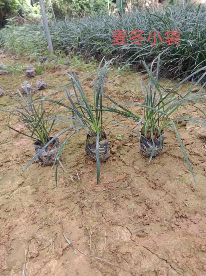 红叶石楠冷水花金脉爵床野牡丹黄金榕葱兰非洲茉莉春羽麦冬玉