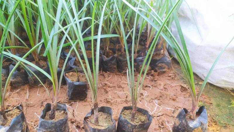 红叶石楠冷水花金脉爵床野牡丹黄金榕葱兰非洲茉莉春羽麦冬玉