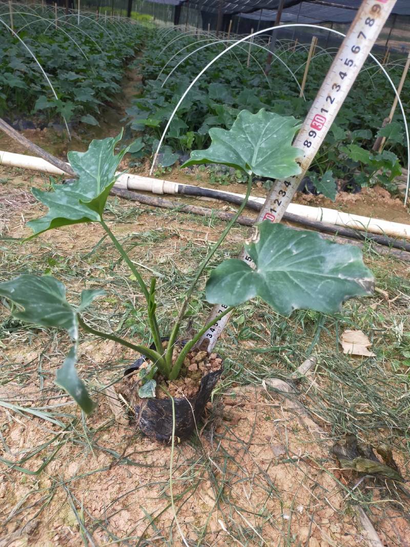 红叶石楠冷水花金脉爵床野牡丹黄金榕葱兰非洲茉莉春羽麦冬玉
