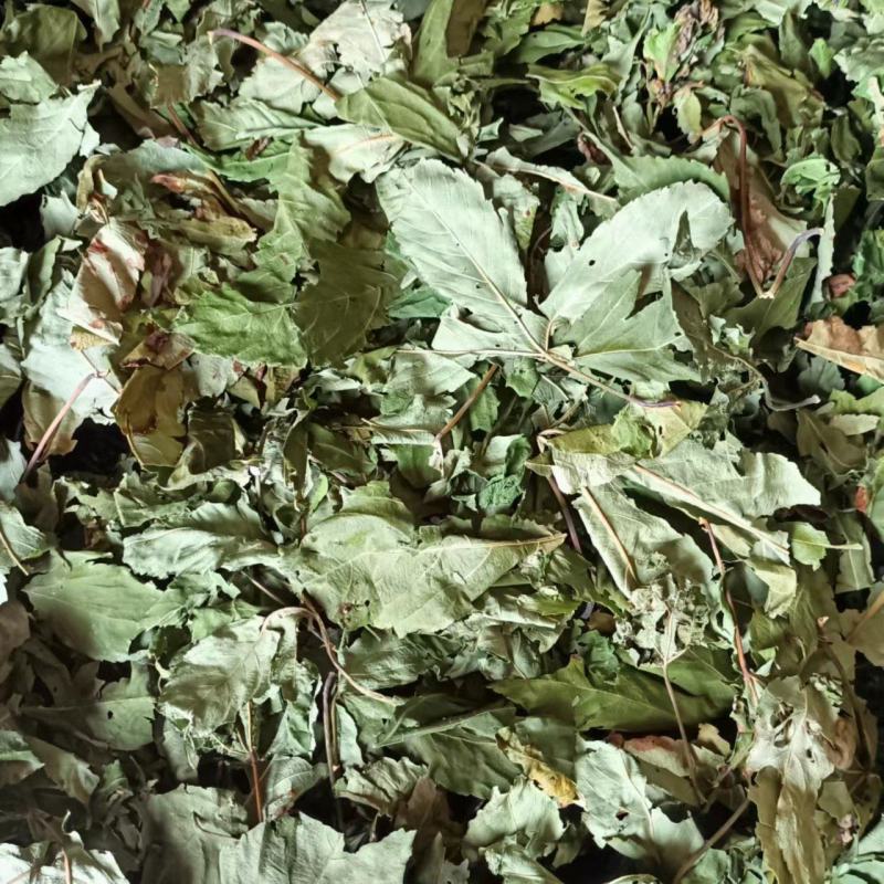 甜茶叶也是一种茶叶药材干货甜甜美味质量很好