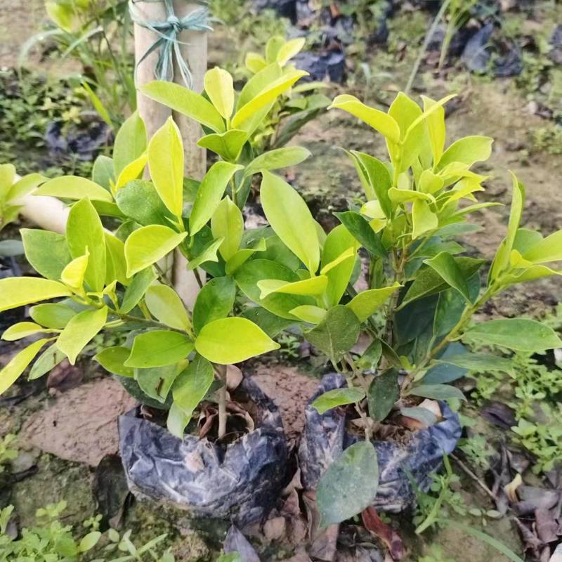 红叶石楠冷水花金脉爵床野牡丹黄金榕葱兰非洲茉莉春羽麦冬玉
