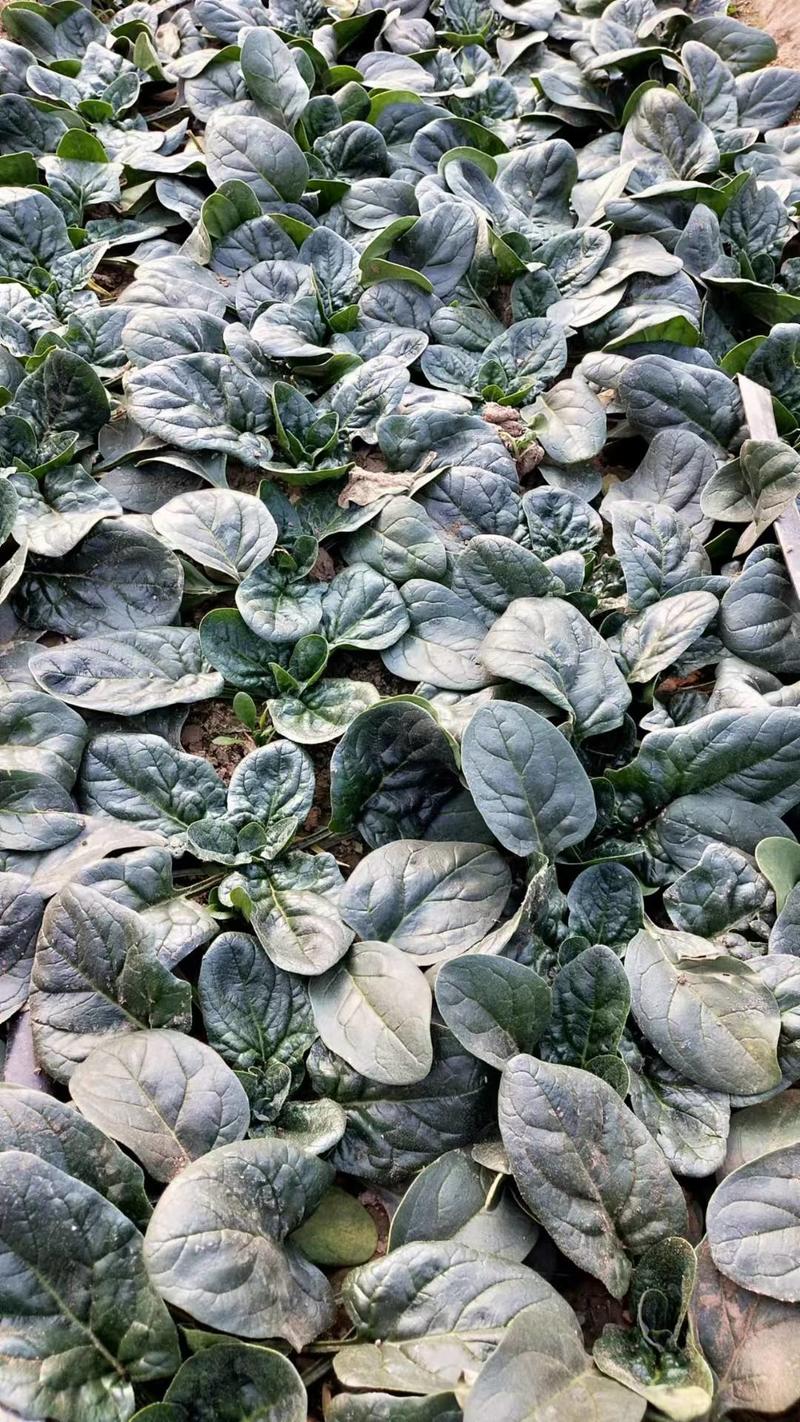 一斤起售黑禧菠菜种子大黑圆叶叶片厚实抗性好秋季必备