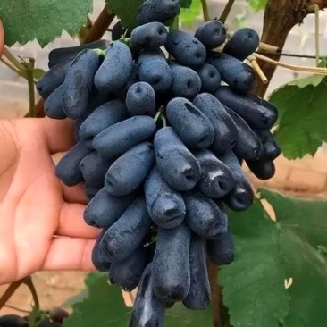 【种植户】蓝宝石葡萄陕西蓝宝石葡萄保质保量欢迎来电