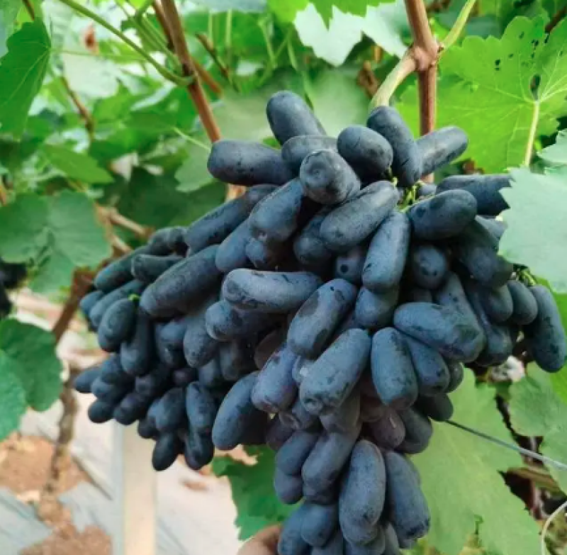 【种植户】蓝宝石葡萄陕西蓝宝石葡萄保质保量欢迎来电