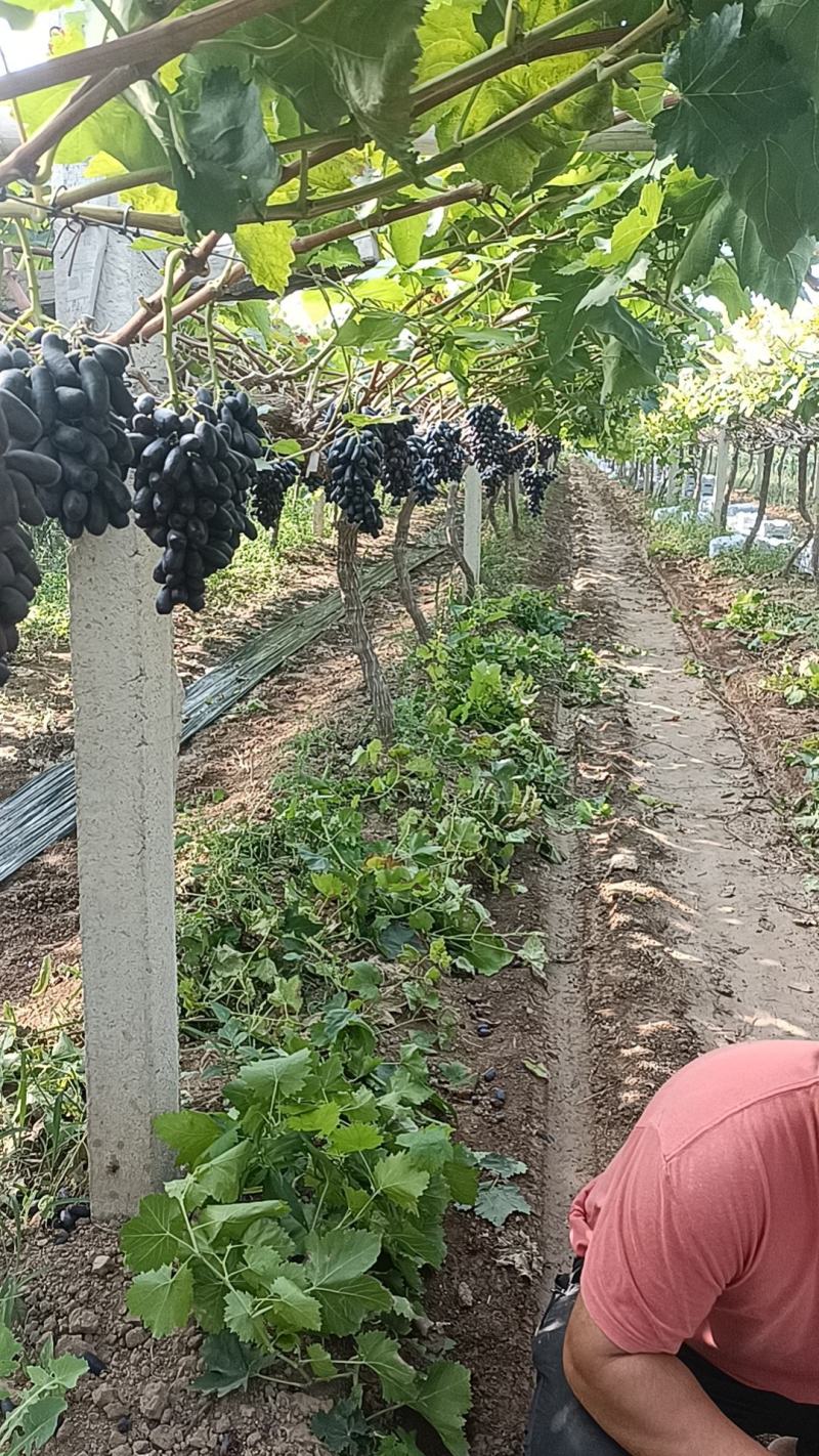 【种植户】蓝宝石葡萄陕西蓝宝石葡萄保质保量欢迎来电