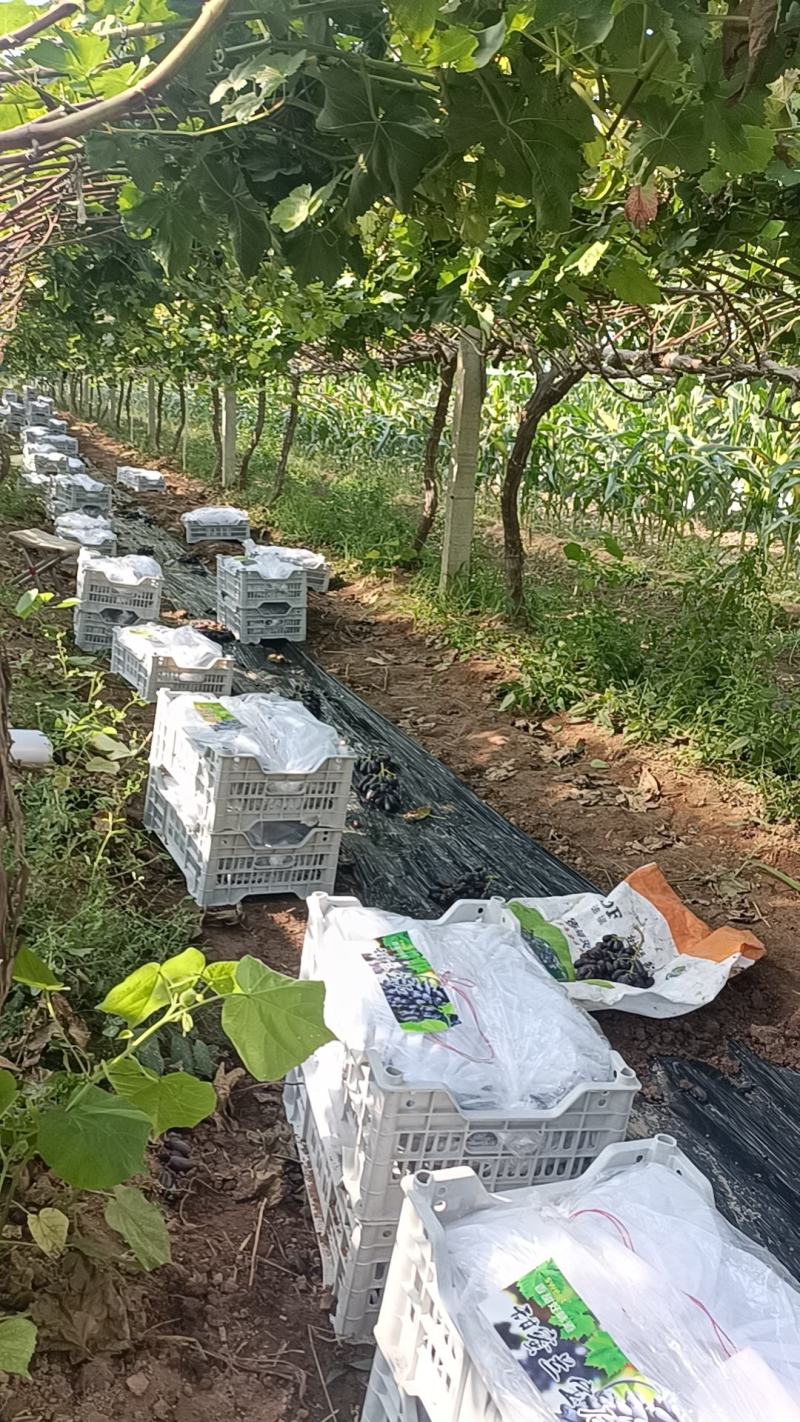 【种植户】蓝宝石葡萄陕西蓝宝石葡萄保质保量欢迎来电
