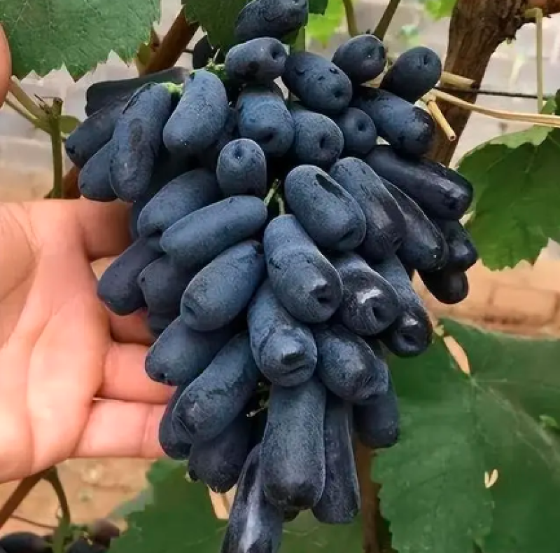 【推荐商家】蓝宝石葡萄陕西蓝宝石葡萄大量有货欢迎来电