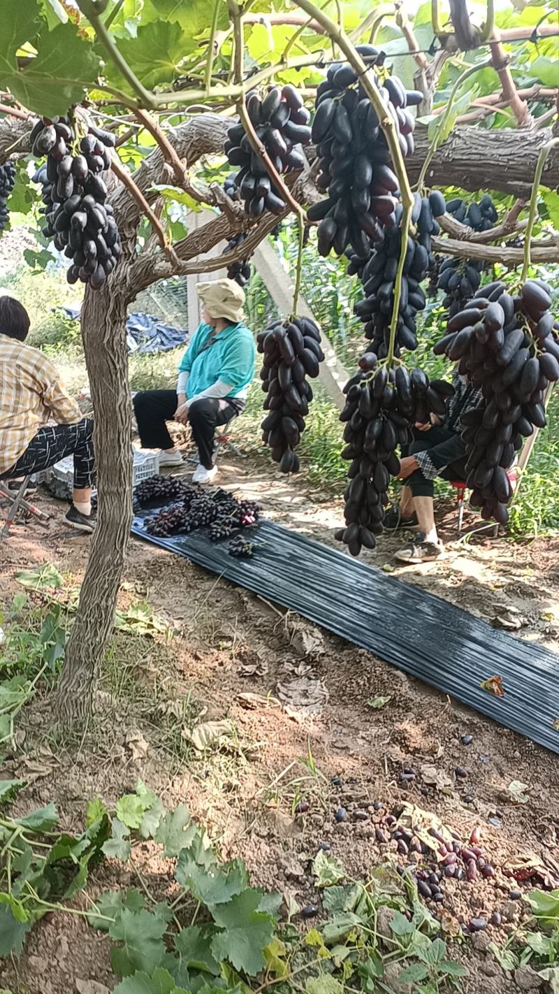 【推荐商家】蓝宝石葡萄陕西蓝宝石葡萄大量有货欢迎来电