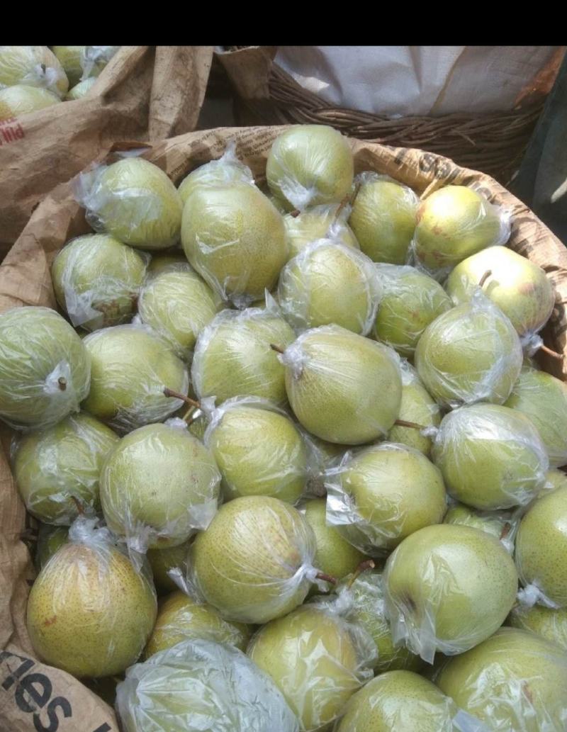 河北遵化精品雪花梨、皮毛干净、口感特别甜、产地大量供应