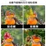花椒采摘神器麻椒专用剪刀带兜防刺防扎剪刀货源充足