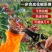花椒采摘神器麻椒专用剪刀带兜防刺防扎剪刀货源充足