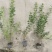 迎春花基地批发，大小杯容器苗，藤长50-1米，各种规格。