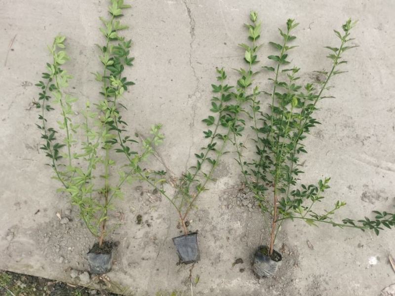迎春花基地批发，大小杯容器苗，藤长50-1米，各种规格。