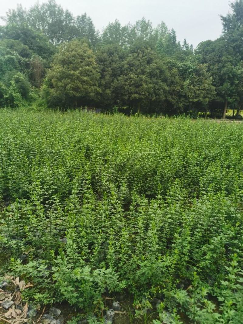 迎春花基地批发，大小杯容器苗，藤长50-1米，各种规格。
