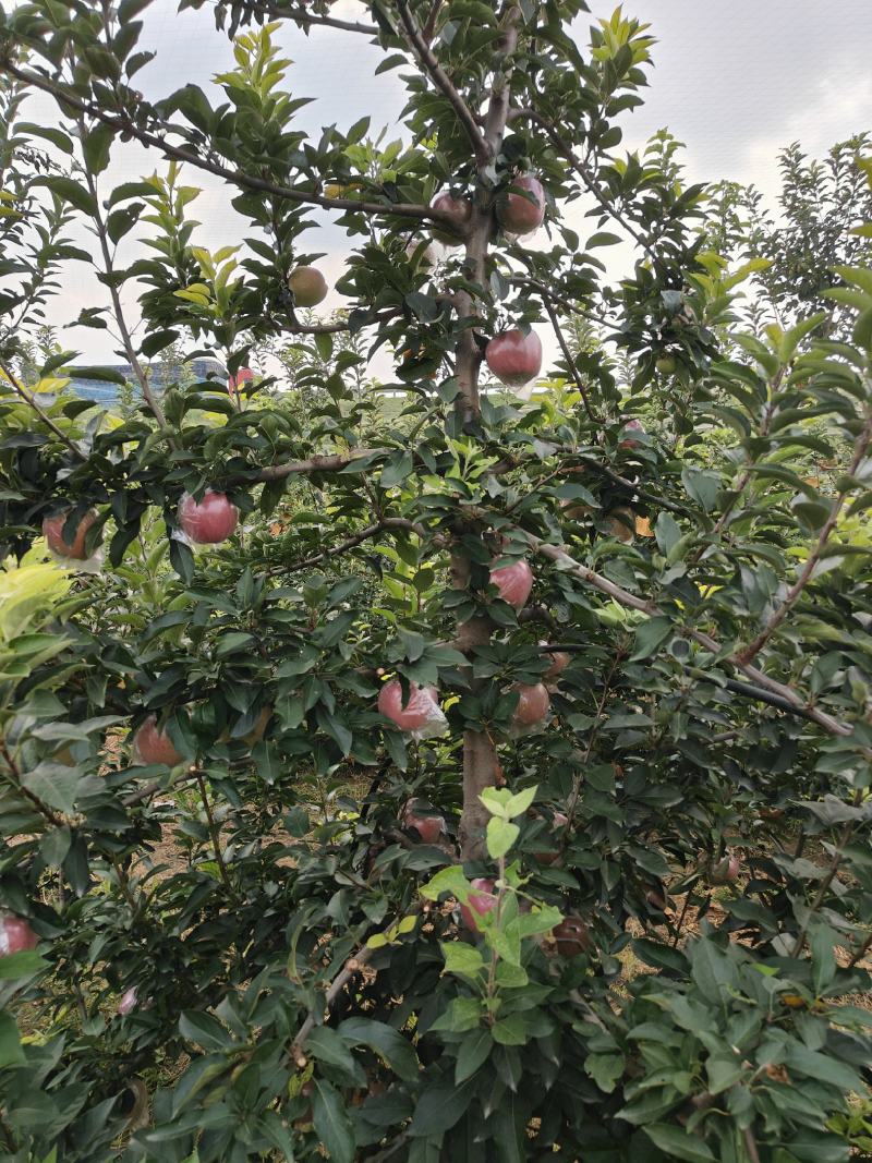 红星苹果膜袋红星