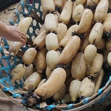 阜南精品莲藕一手货源，货源充足，诚信经营