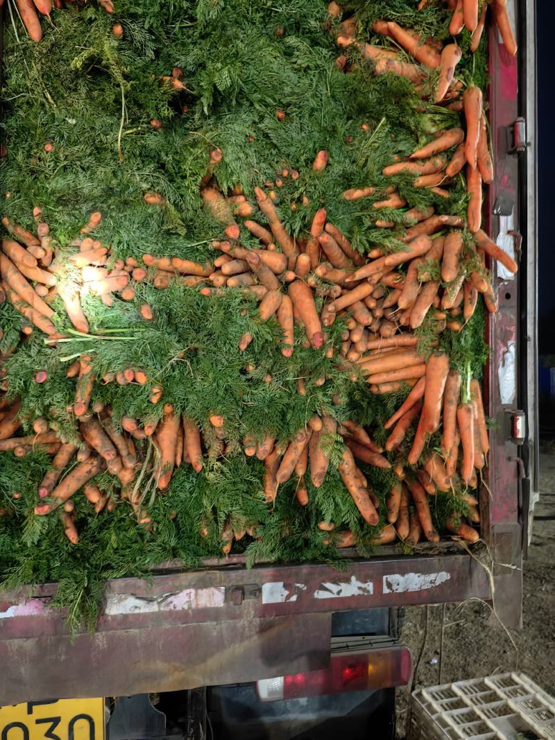 聊城市胡萝卜产区，大量胡萝卜开始上市，一手货