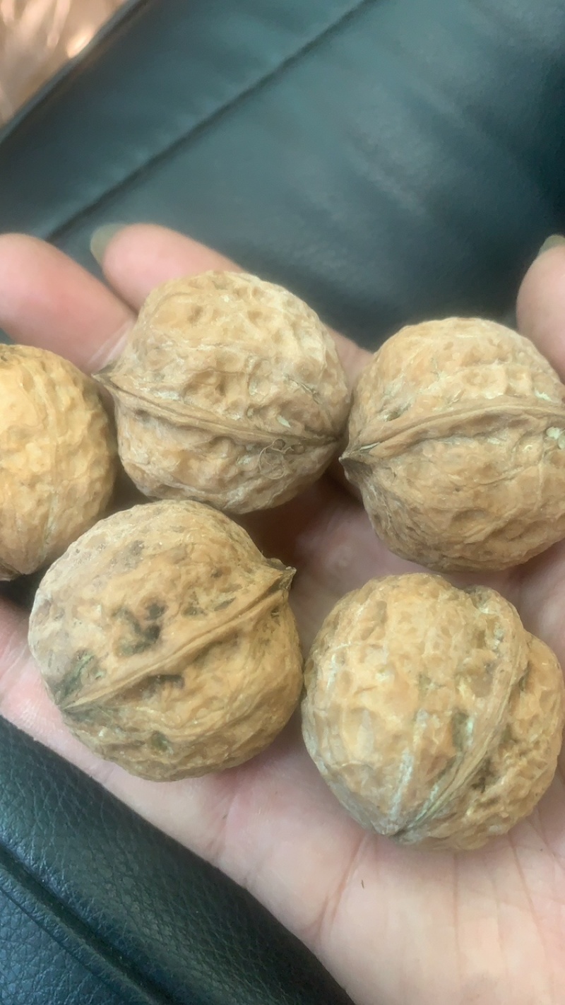 云南楚雄大姚青皮核桃