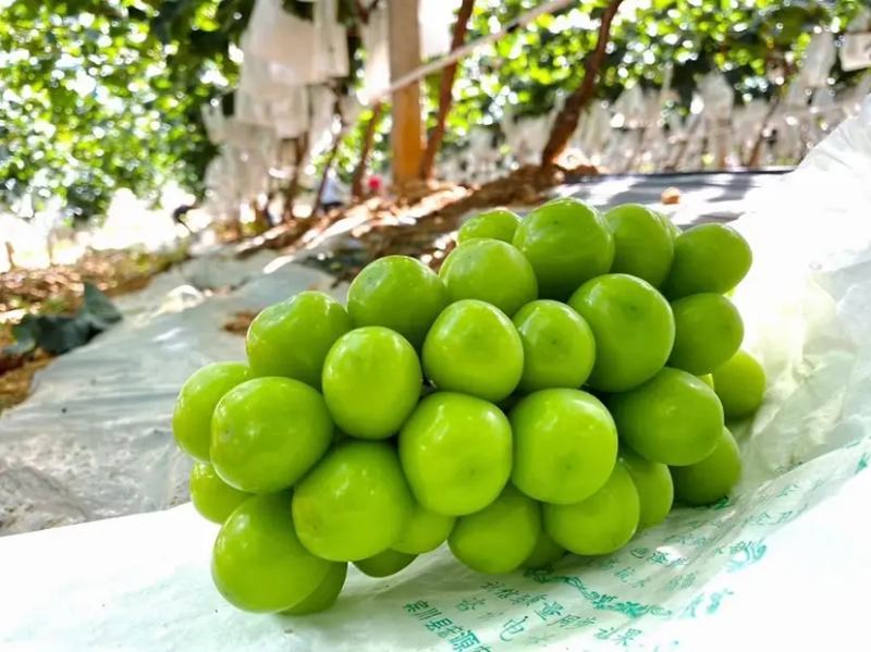 夏邑葡萄阳光玫瑰串行好糖度高代发全国产地直供