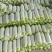 【全国发货】精品西葫芦，现摘现发，保质保量量大从优